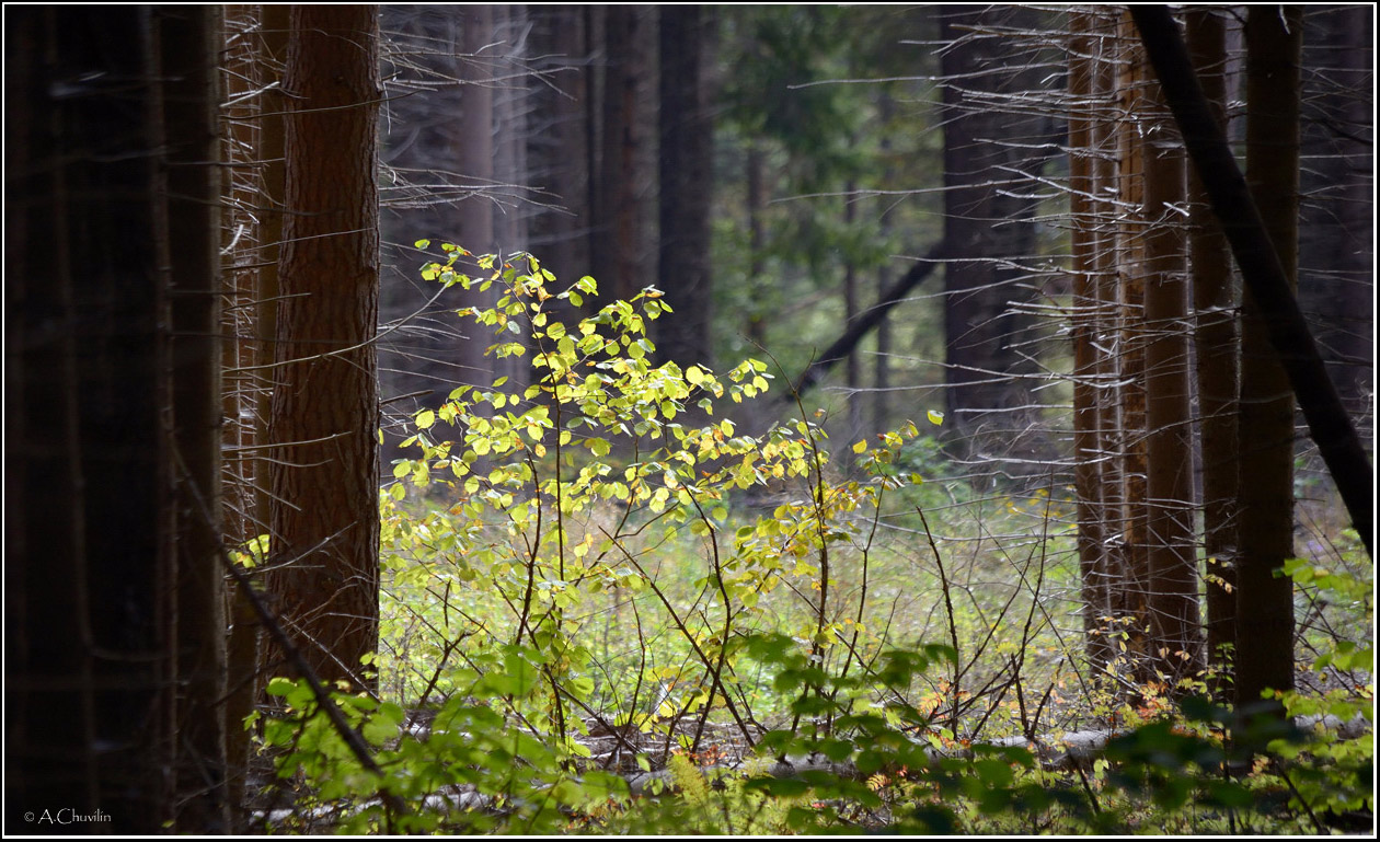 Вид на полянку в еловом лесу