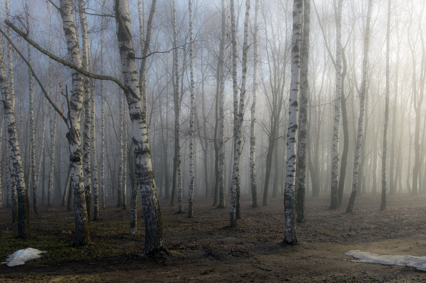 Берёзовая оттепель