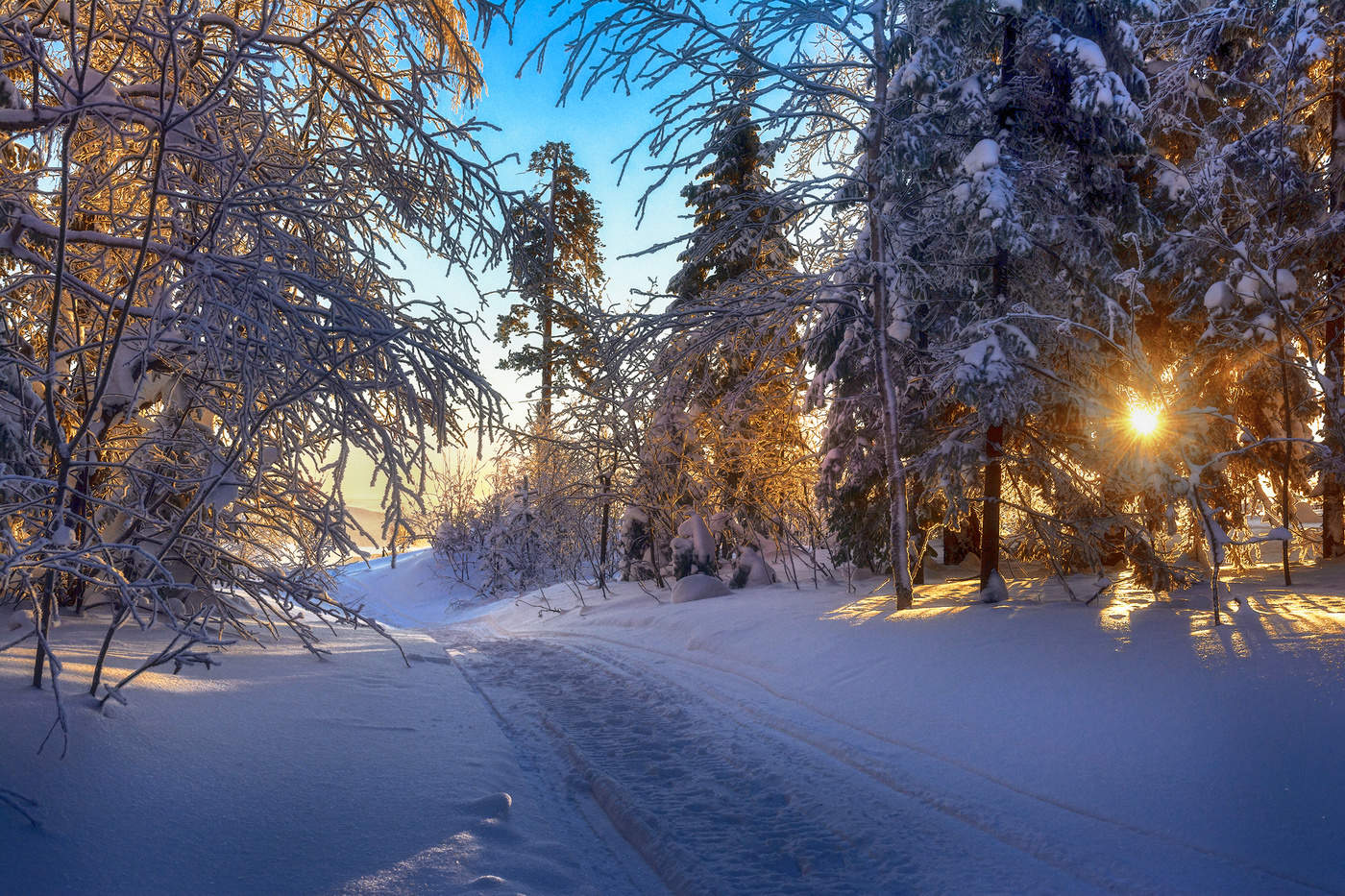 Утро в лесу