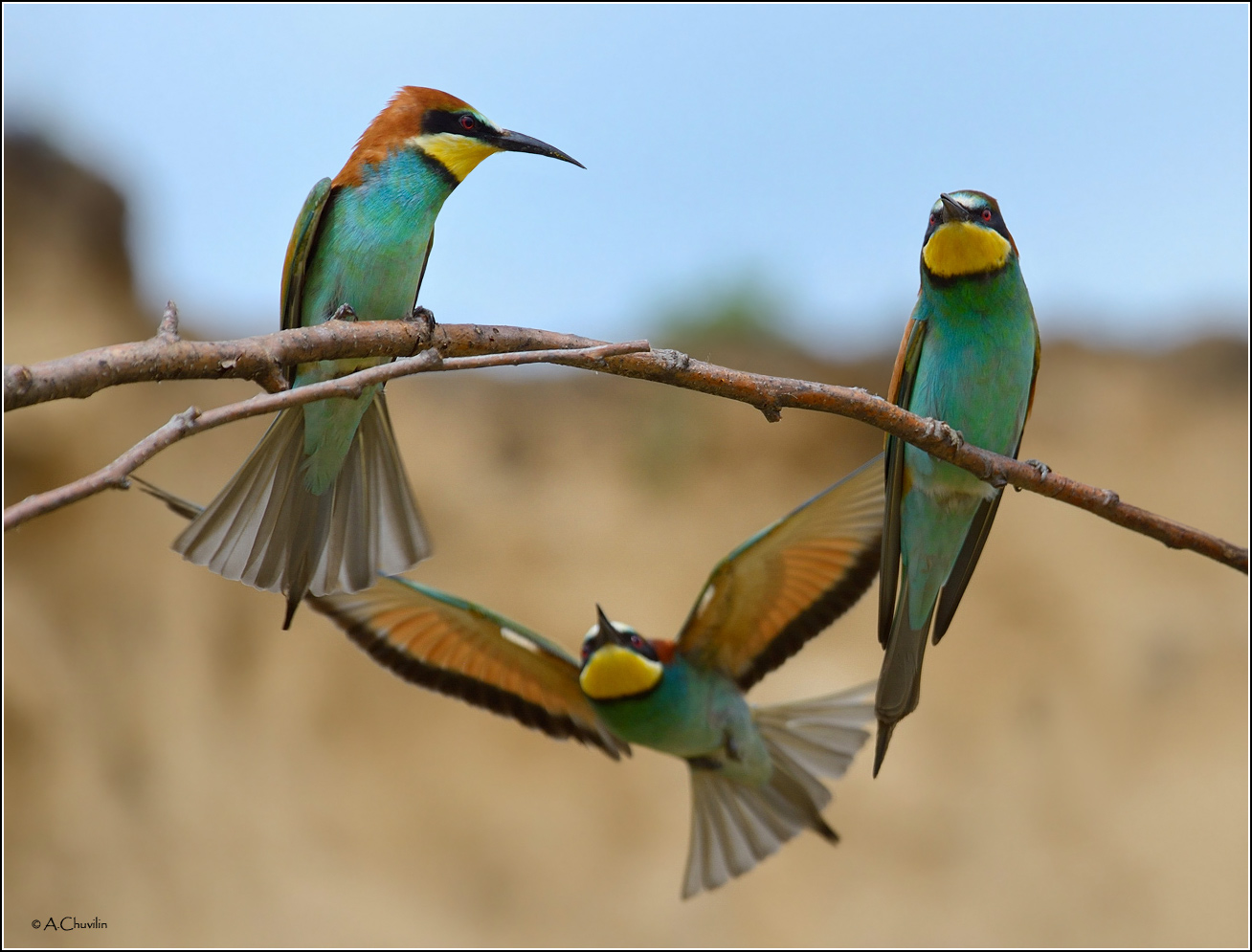 Какую выбрать? )