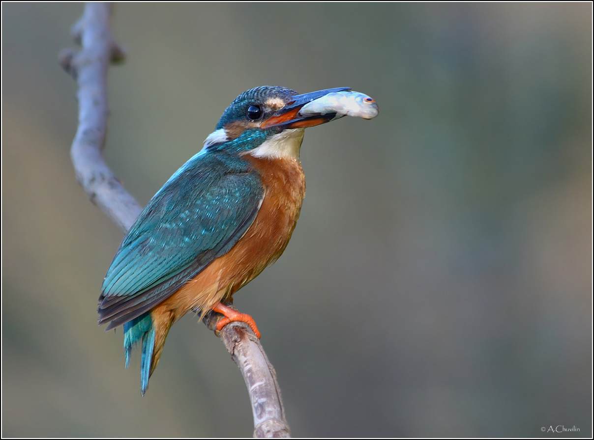 Удачливый рыболов )