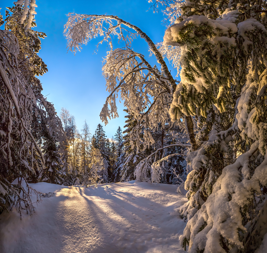 Заснеженный лес.