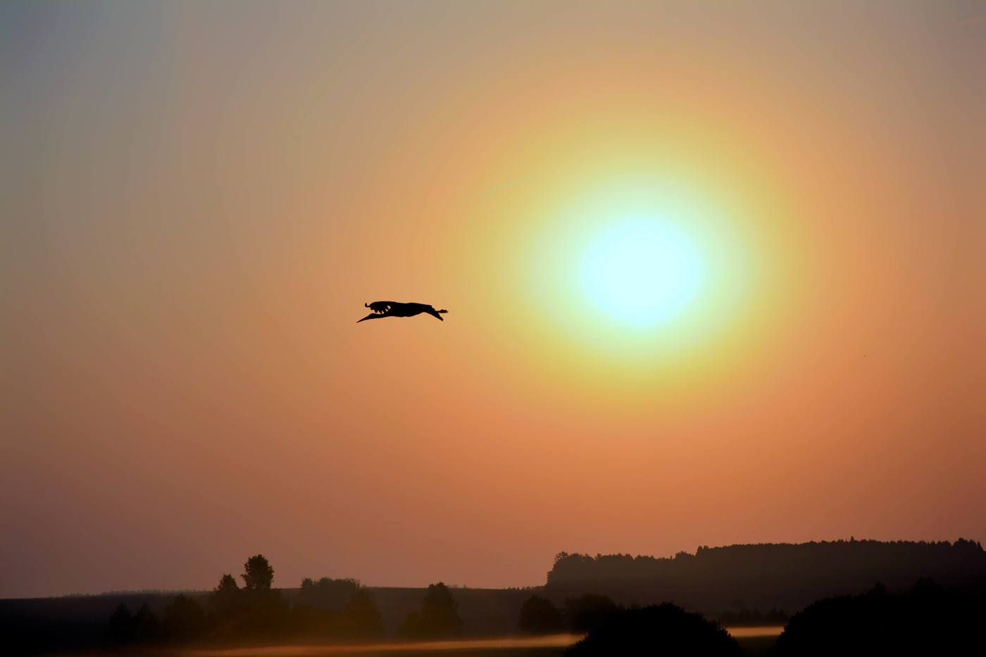 Утром, на рассвете - танго журавля.