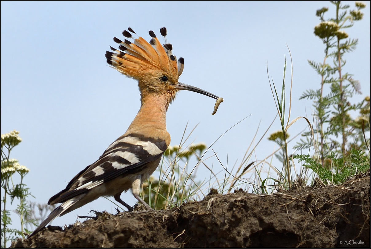 Удачливый охотник 2