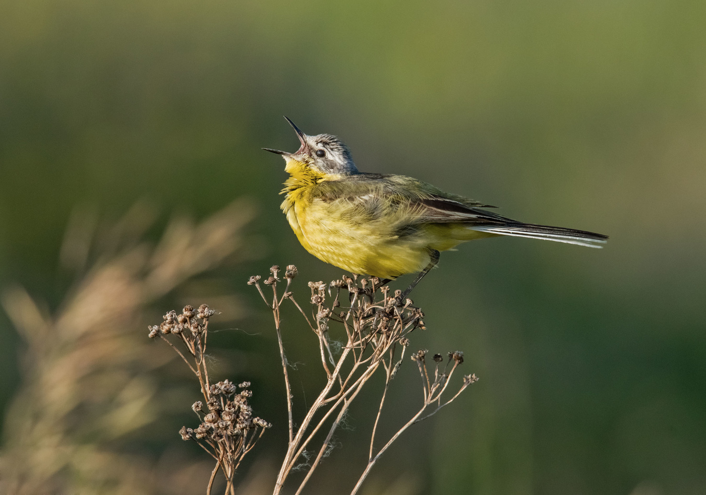 песня желтой трясогузки
