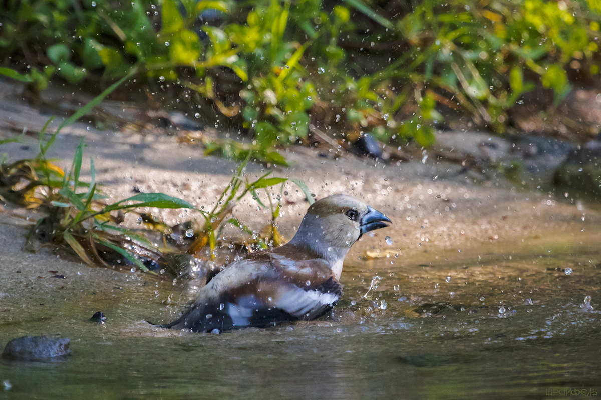 Дубонос купается