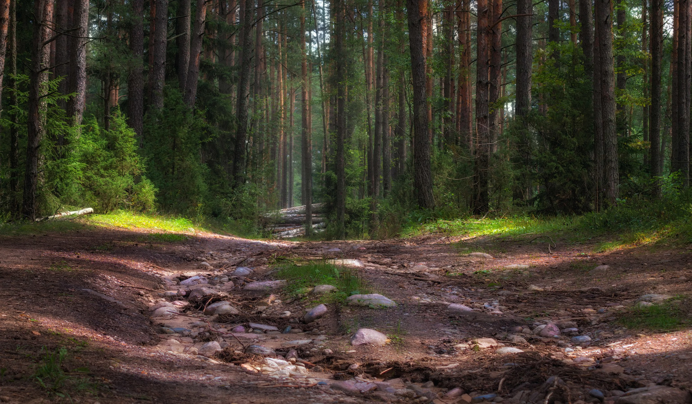 Про лето в лесу