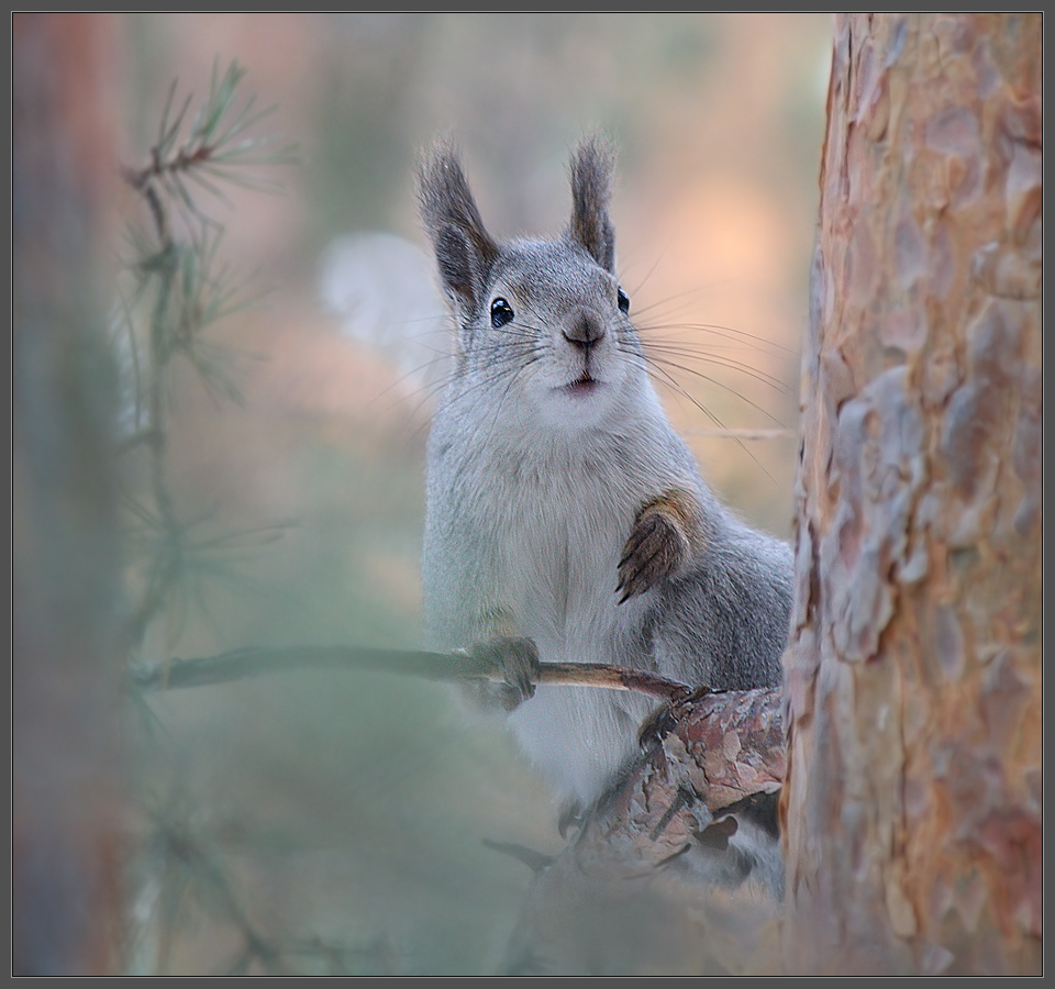 Утром в лесу