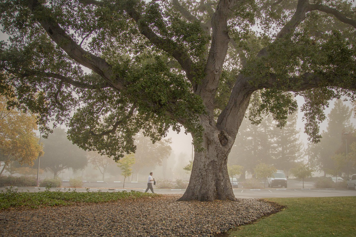 Очень старый дуб