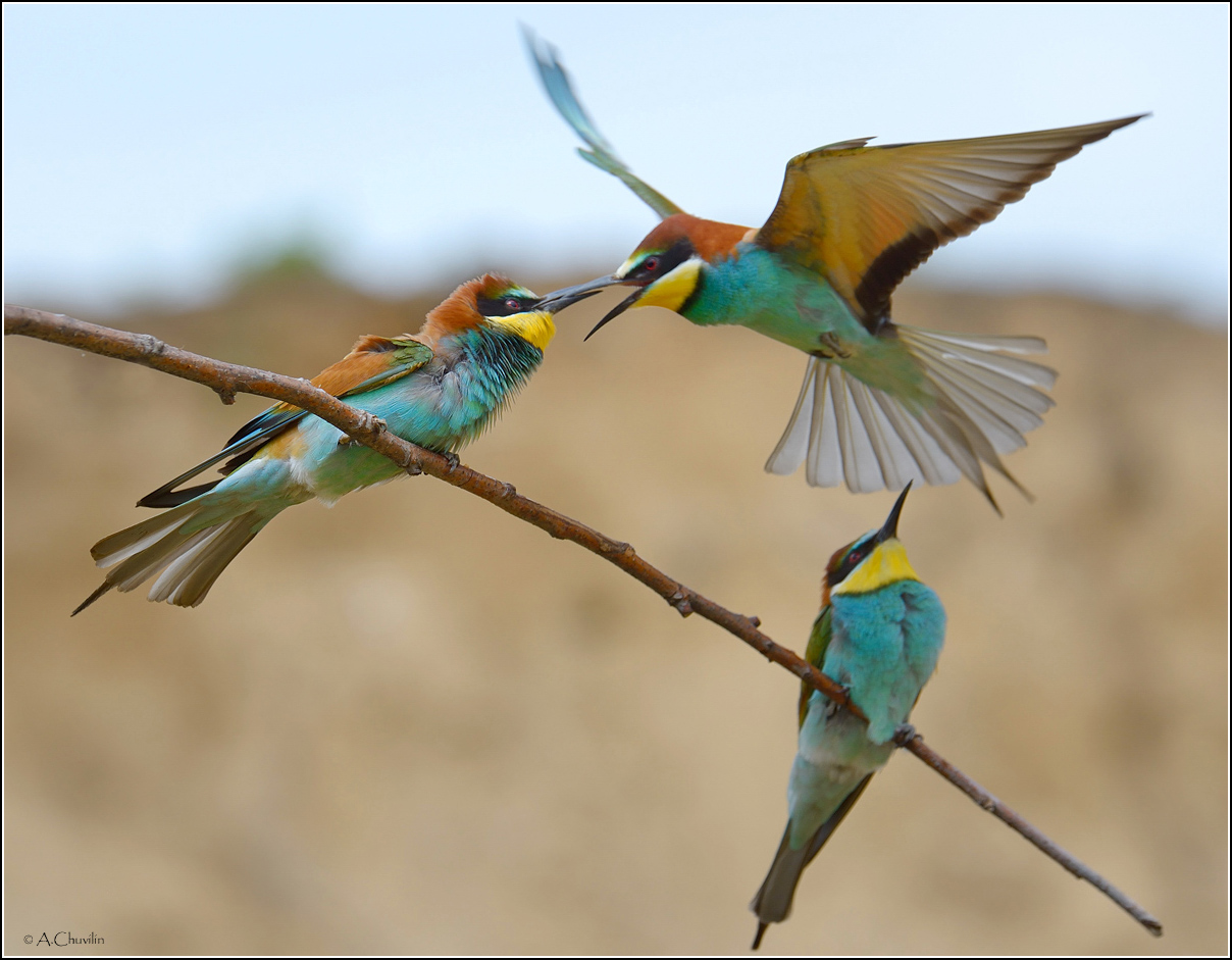 Прихватил )