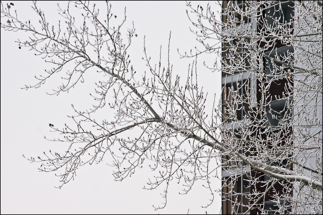 неабсолютноебелое