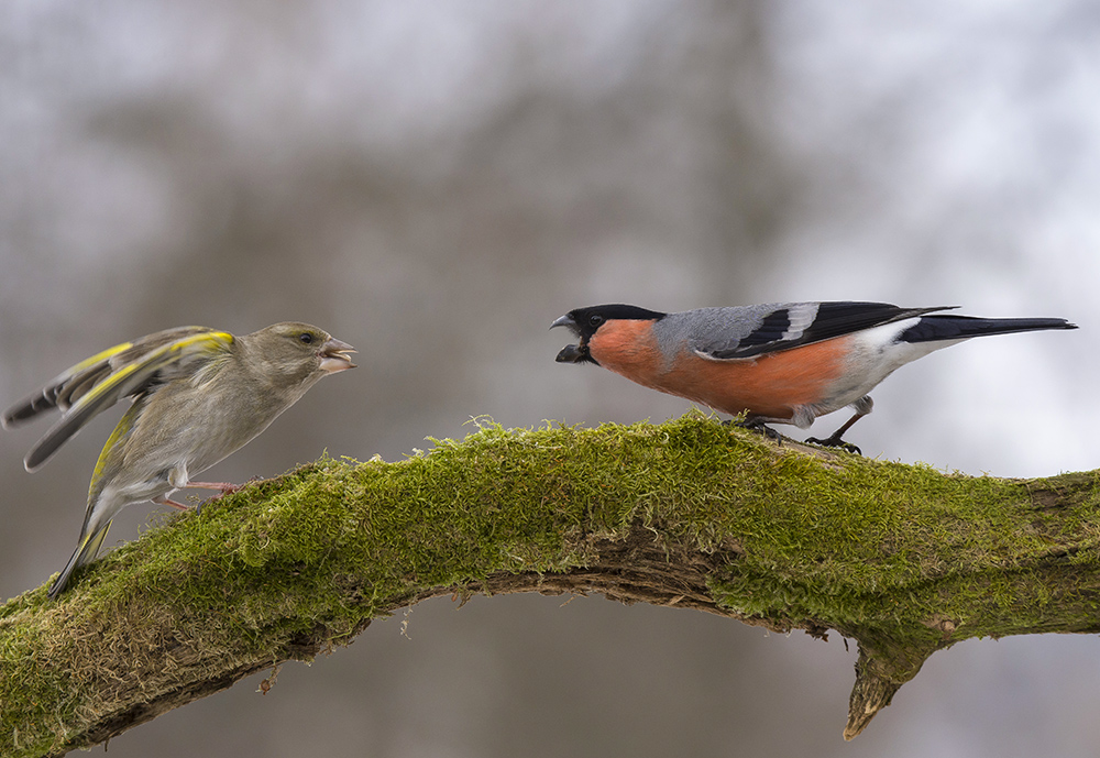 Противостояние.