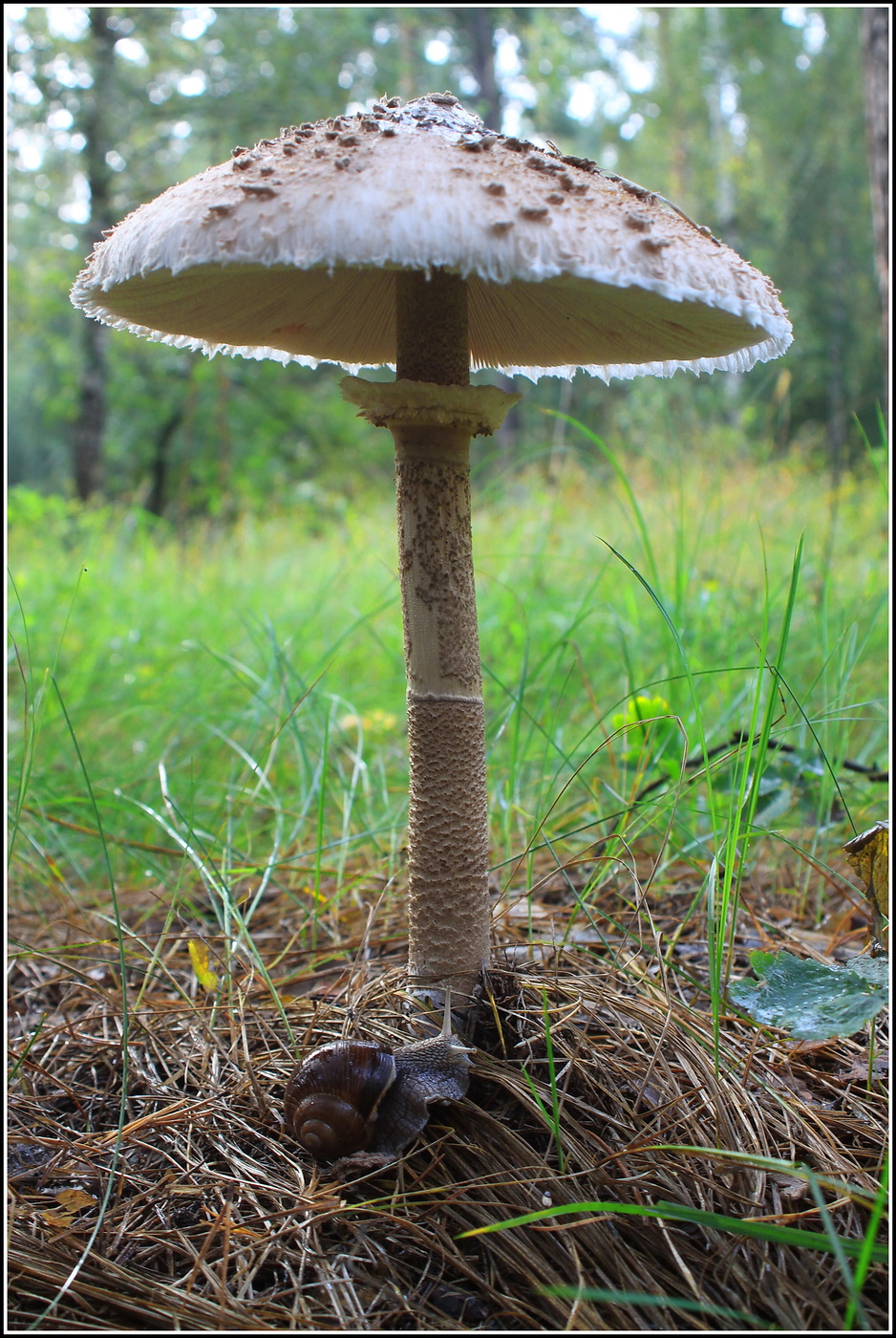 лесной пляж )