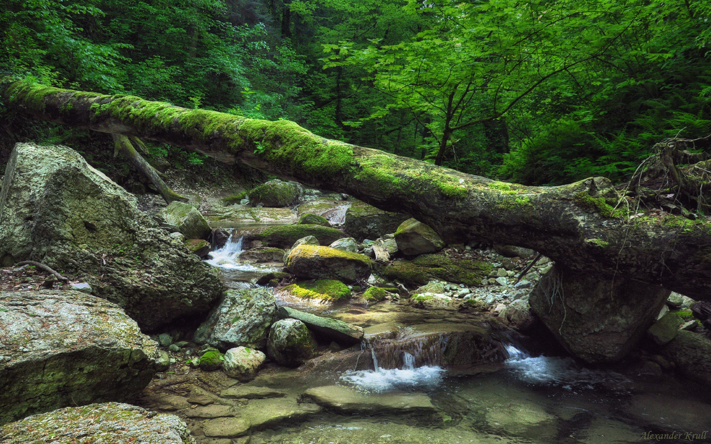 По ручьям Кубанских джунглей...