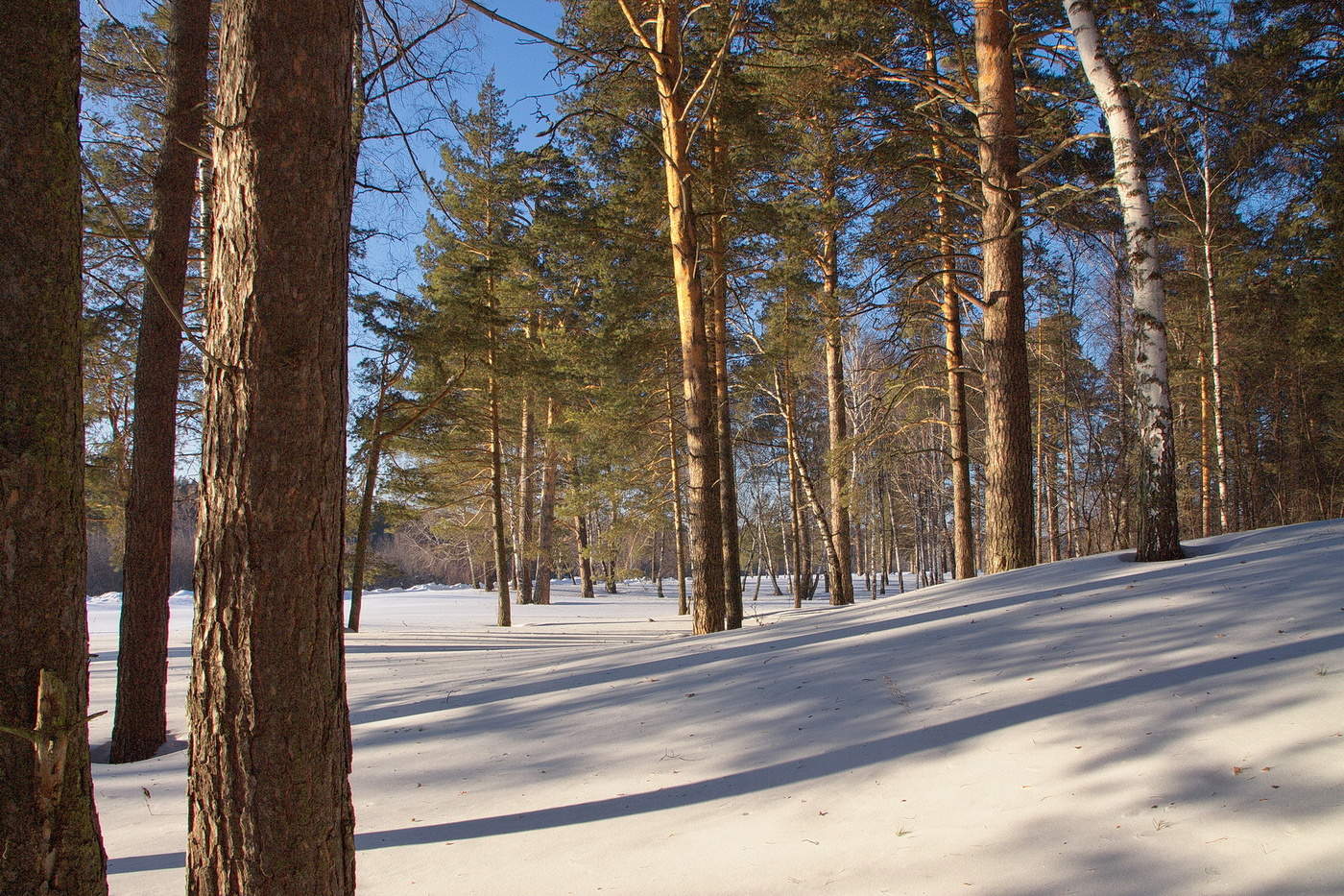 НА ЛЕСНОЙ ОПУШКЕ.