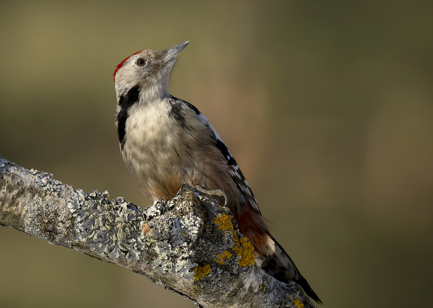 Картинка из леса 3