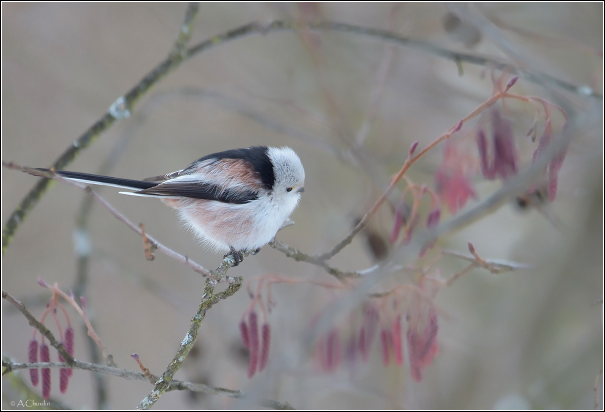 Нечто японистое )