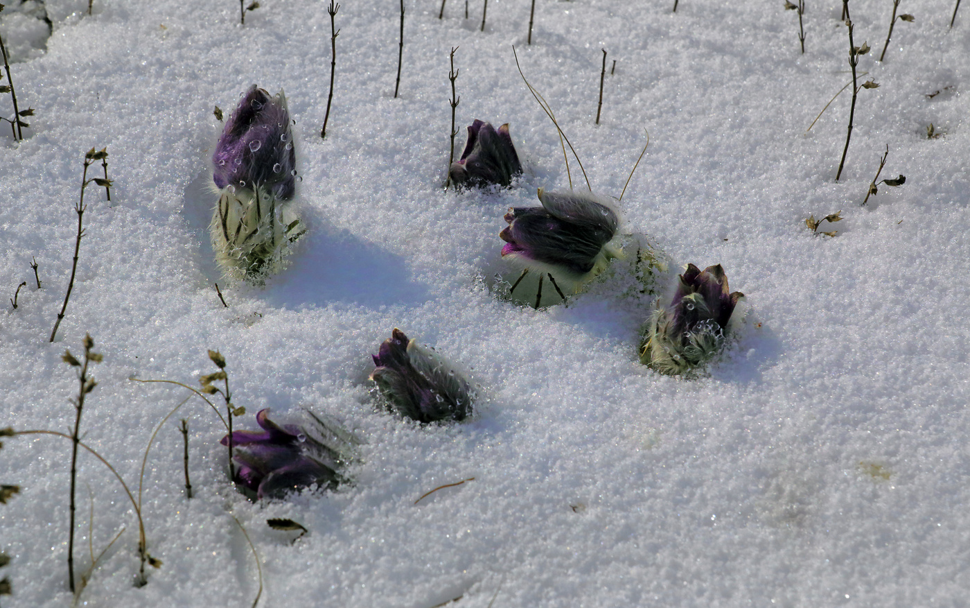 С первым Днем весны