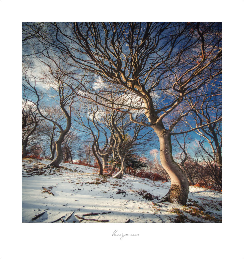 Танцующий лес