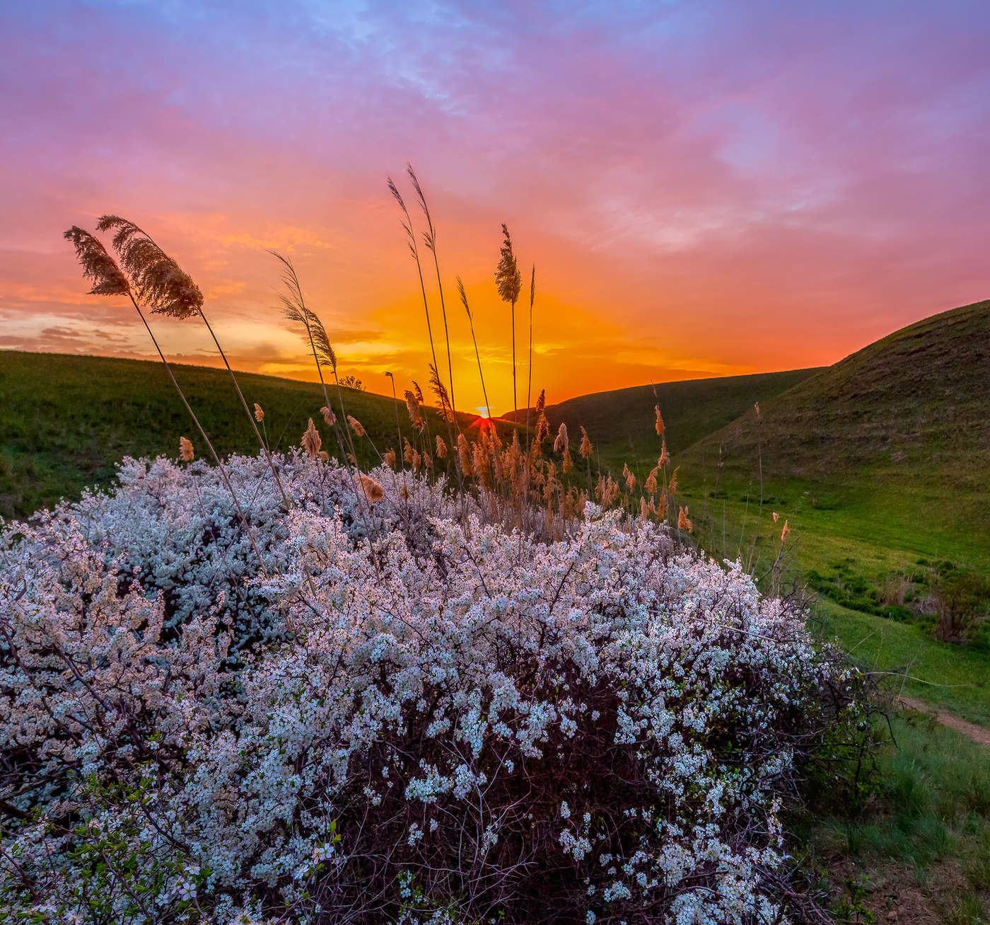 Цветущий тёрн на рассвете.
