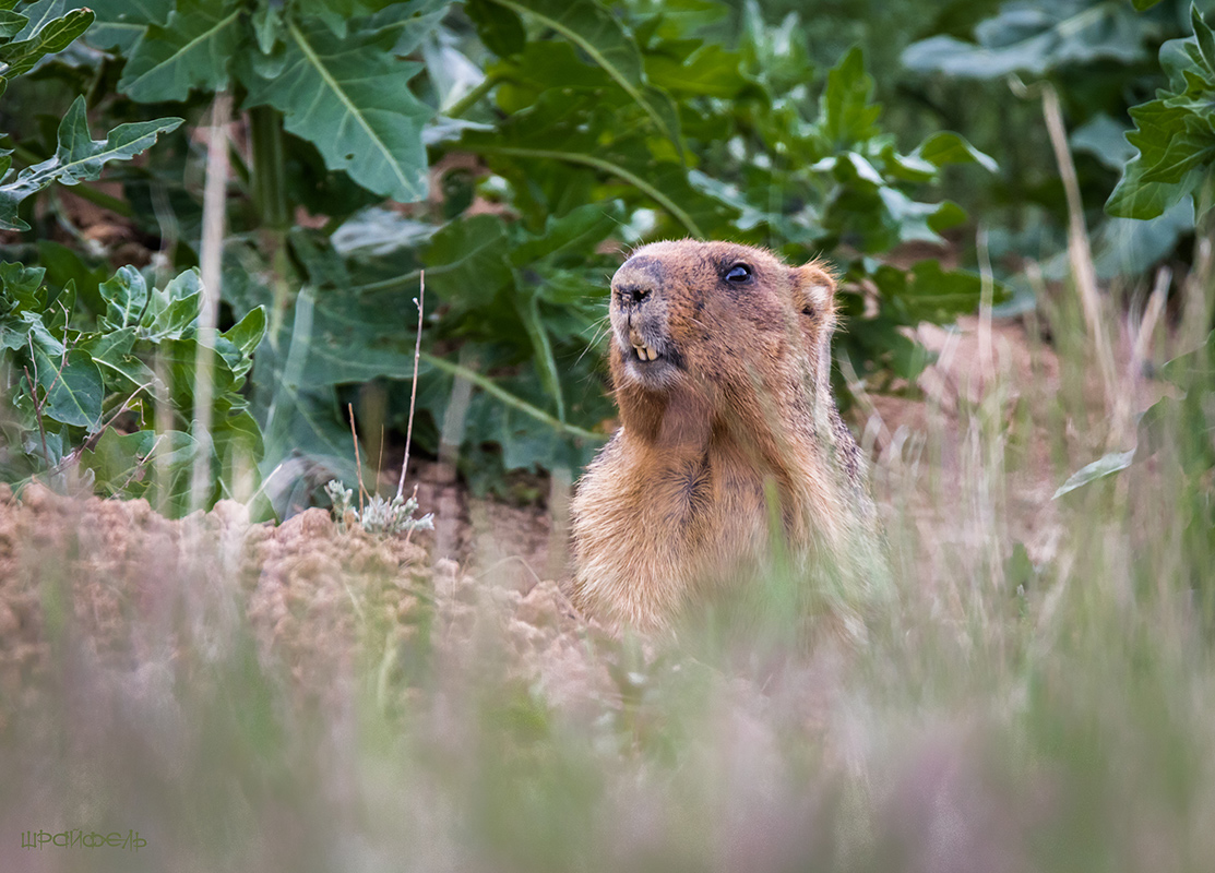 Морда из норы