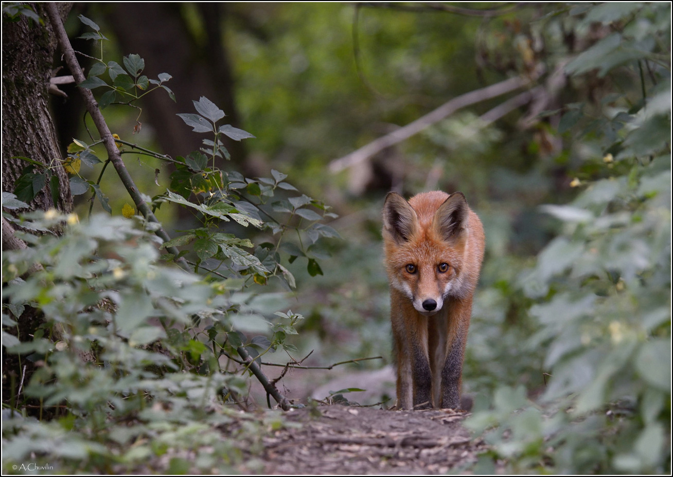 Осторожная хитруля )