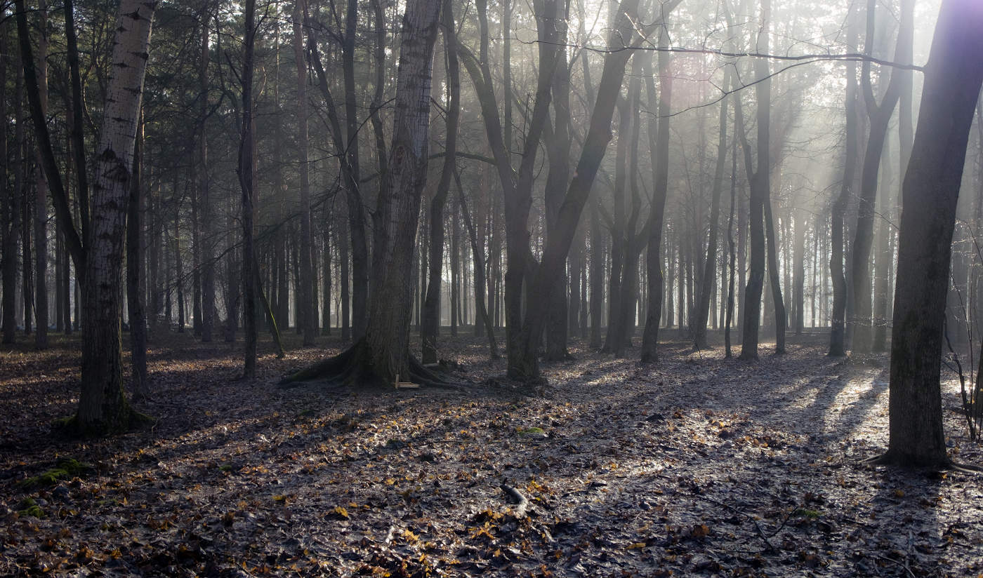 Сквозь утренний туман