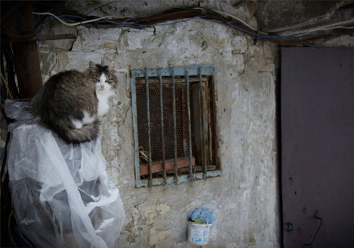 "смотрящий"