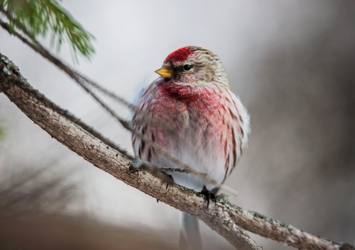 господин чечеткин