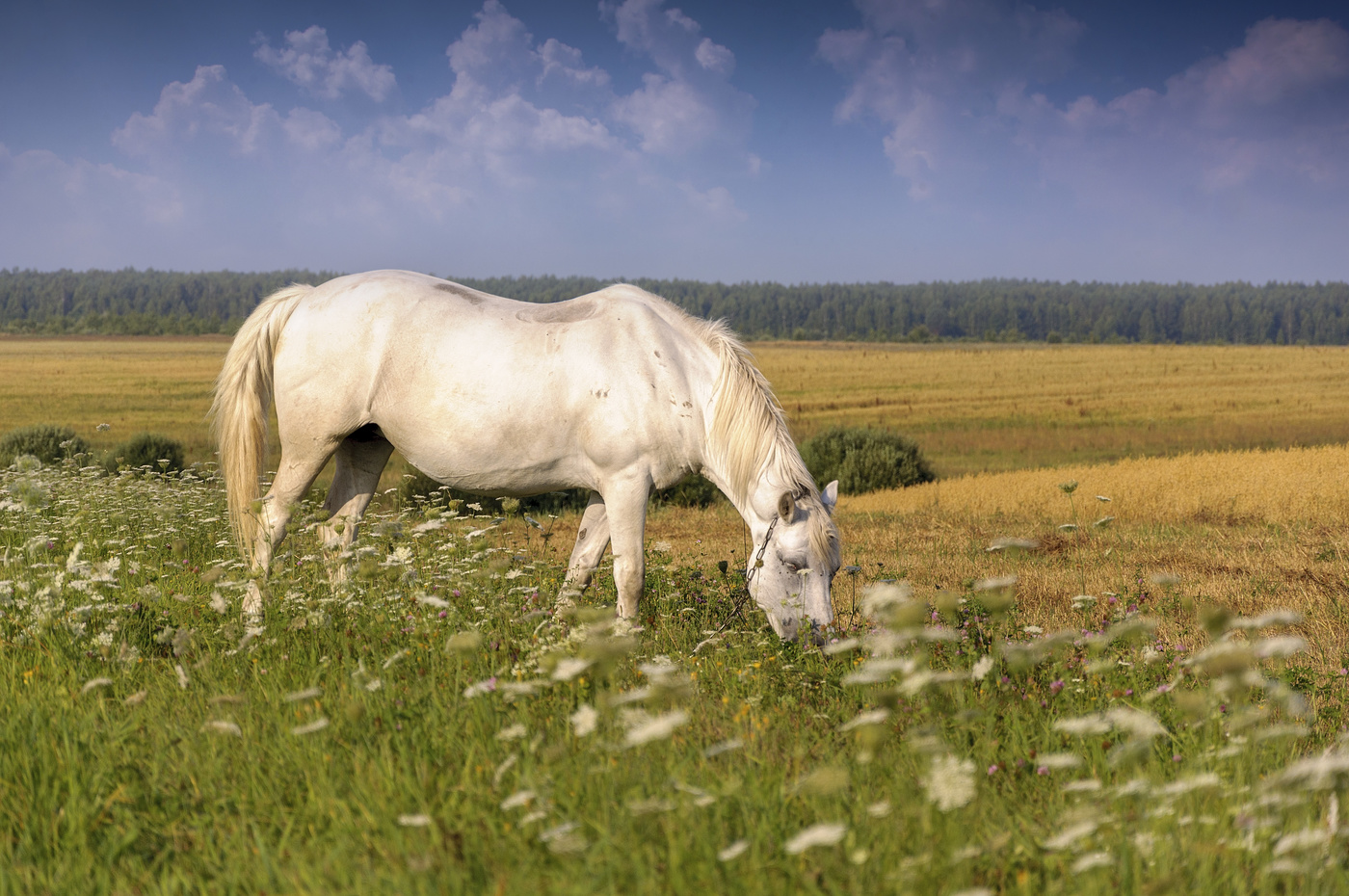 "НА ЛУГУ ПАСЕТСЯ ЛОШАДЬ"