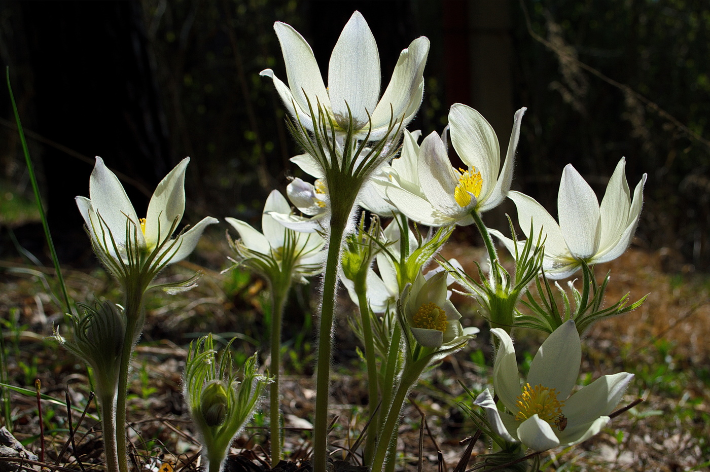 подснежники