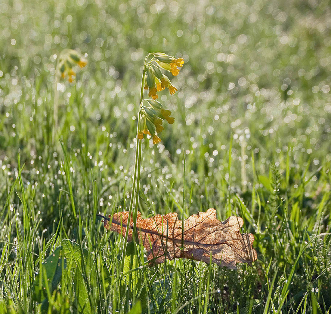 У старого дуба