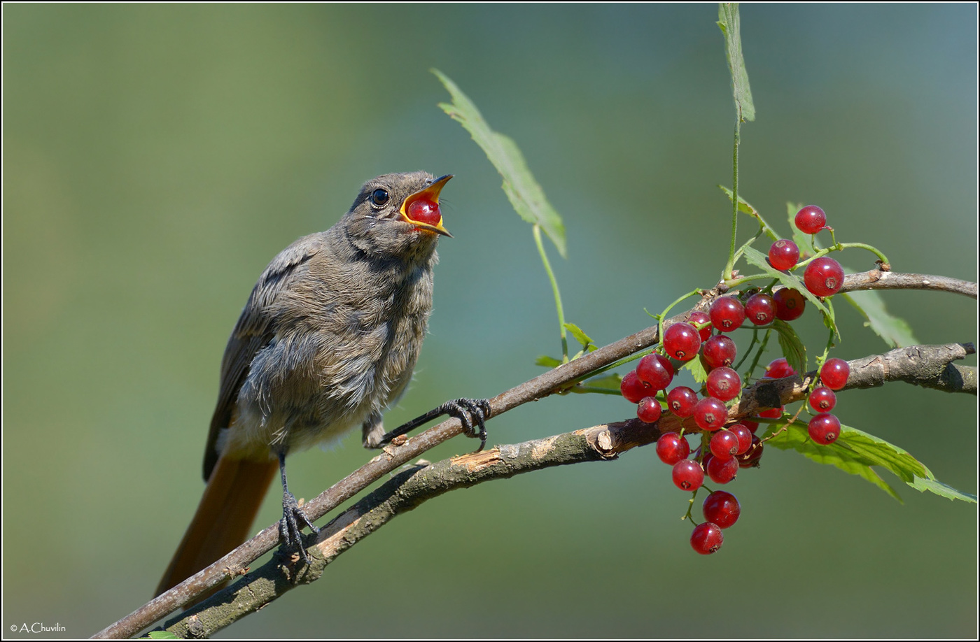 И не подавится ;)
