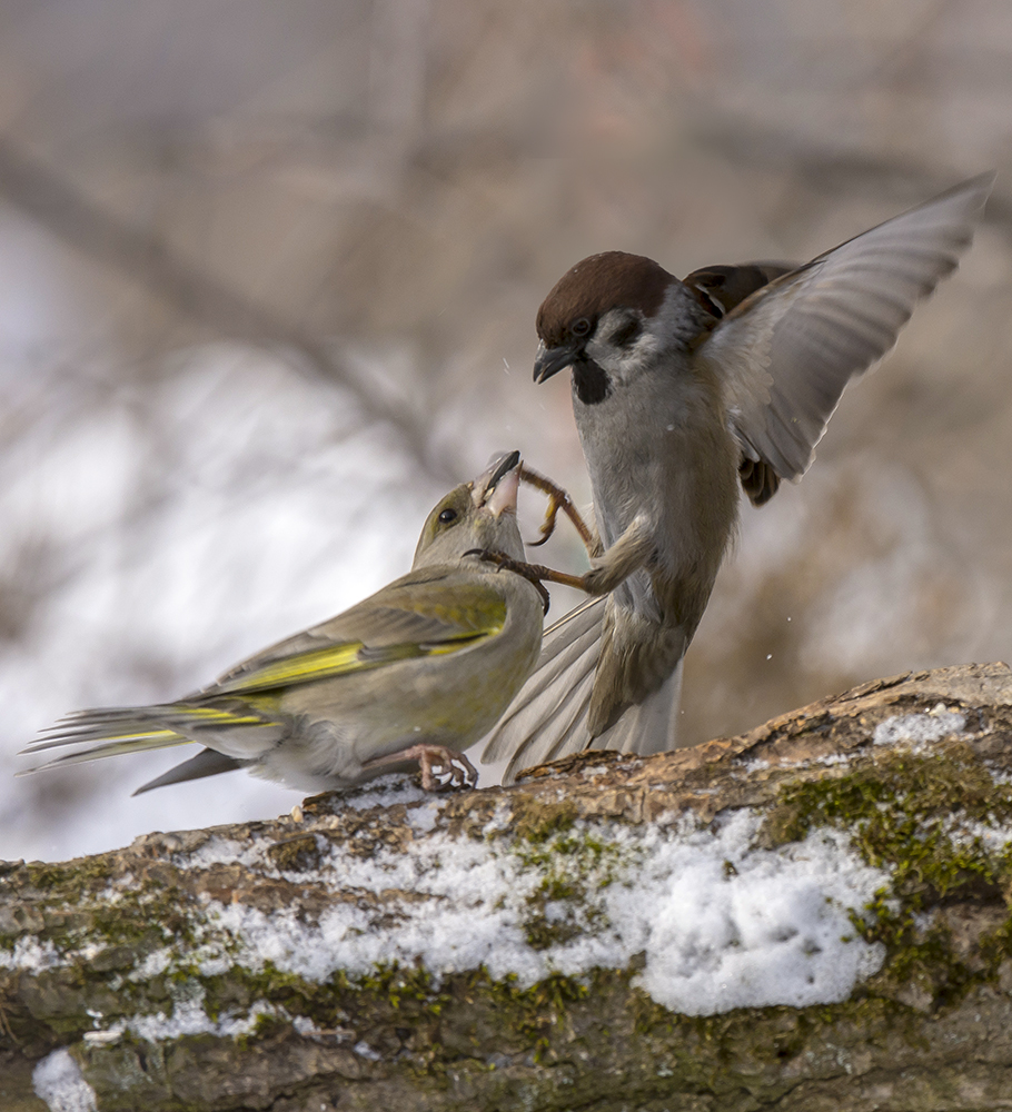 Молилась ли ты на ночь...