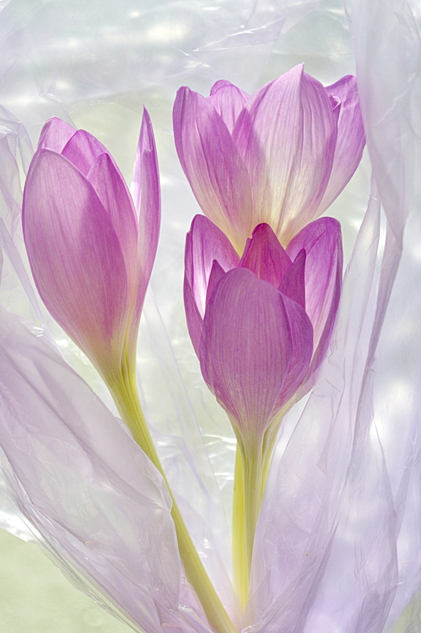 С ДНЕМ 8 МАРТА!