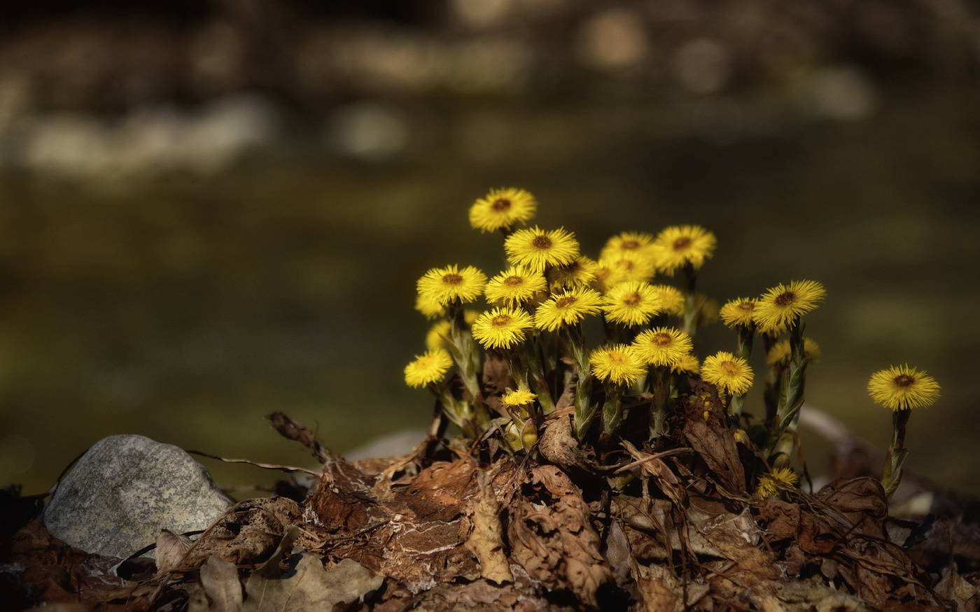 А у нас в лесу весна. А у вас?