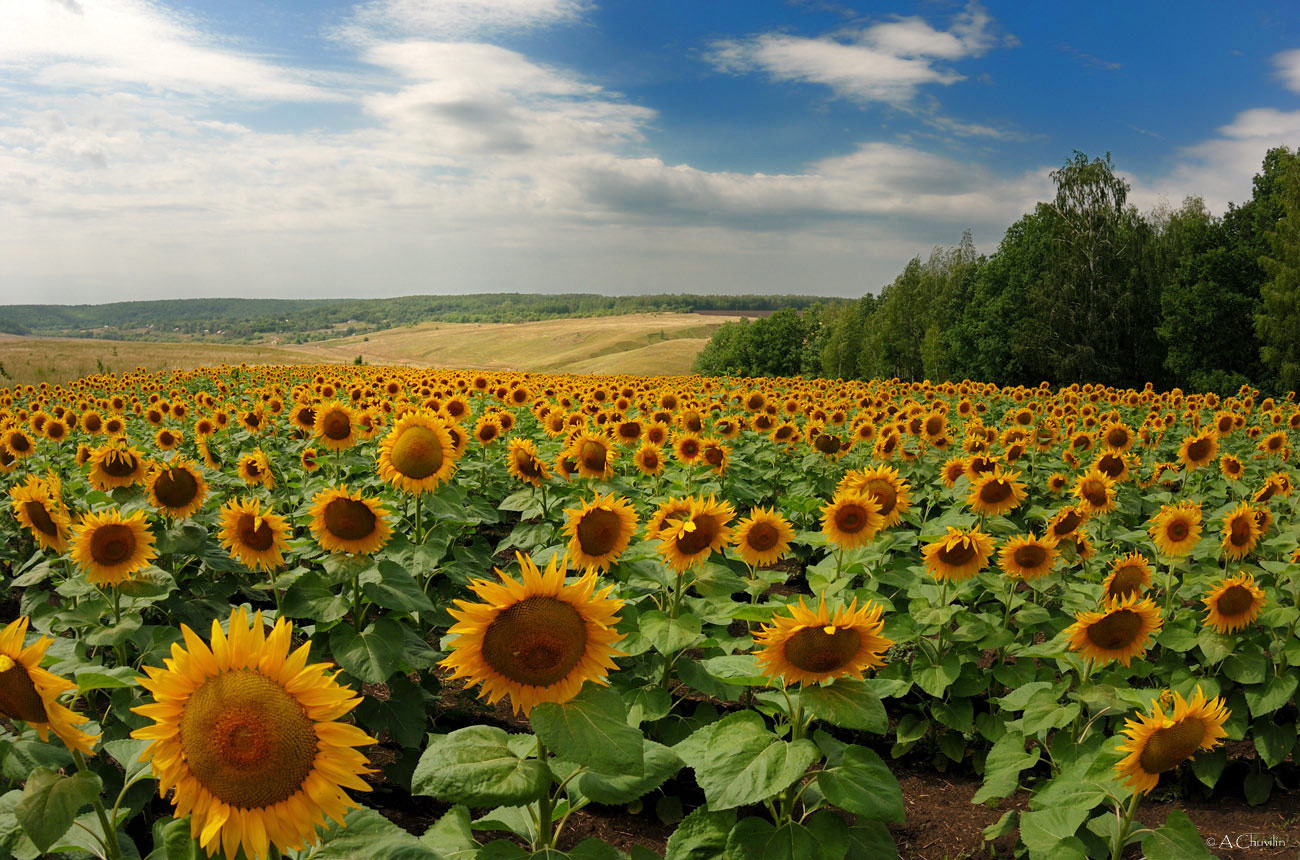 Подсолнухи