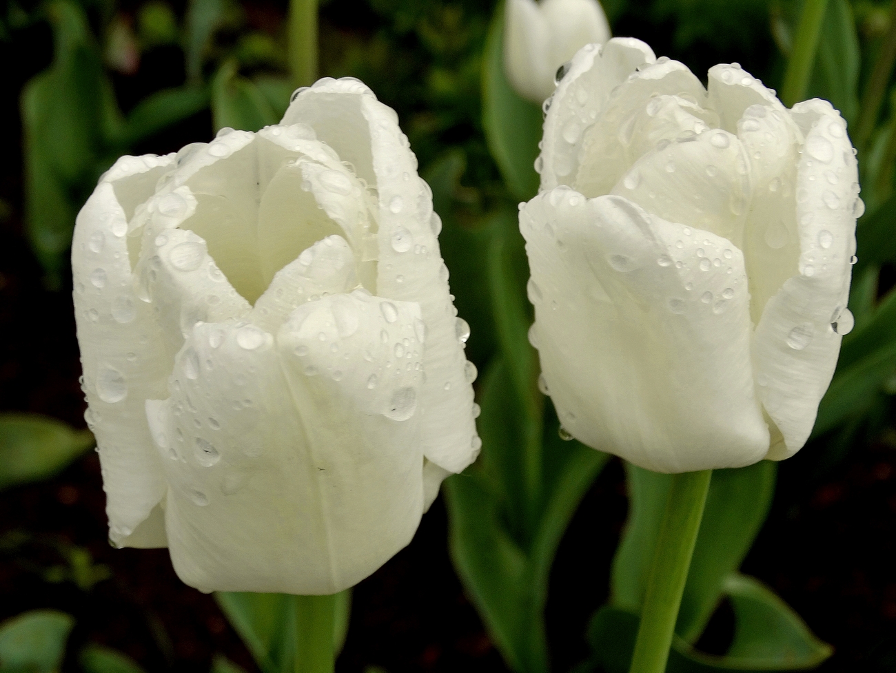 С праздником весны