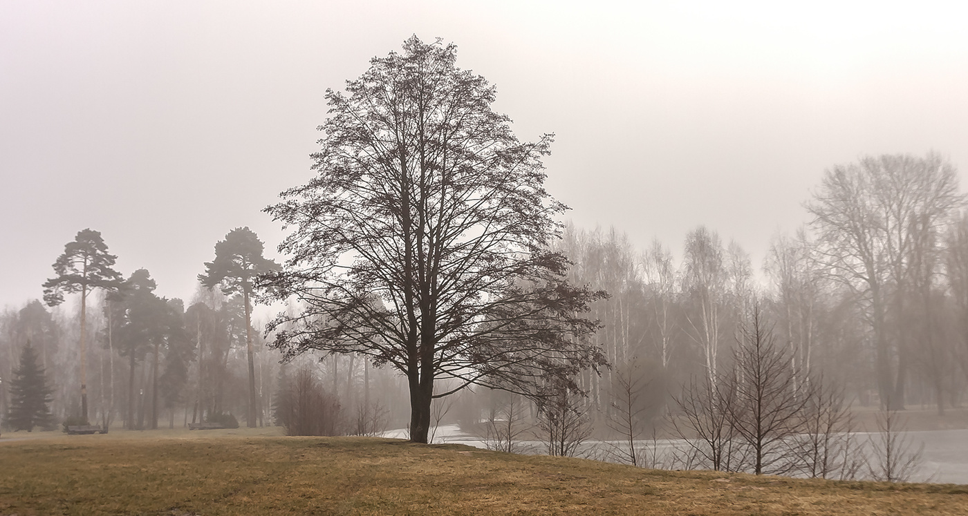 Утренний туман