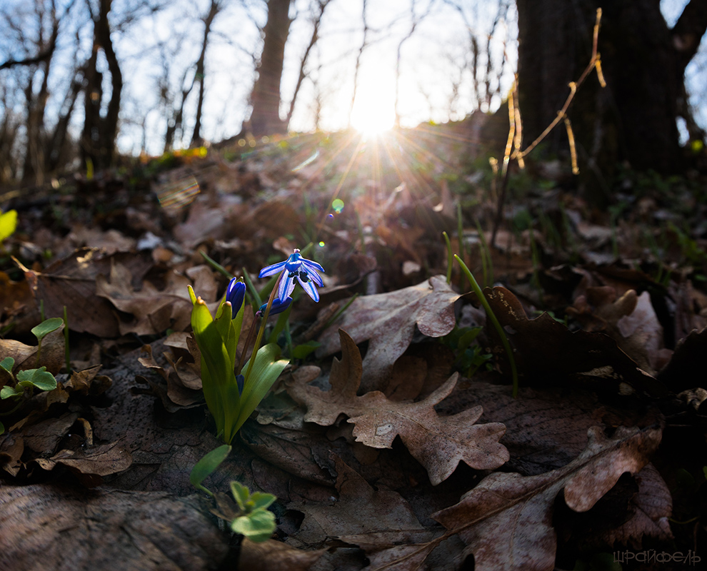 8 марта 2017 г.