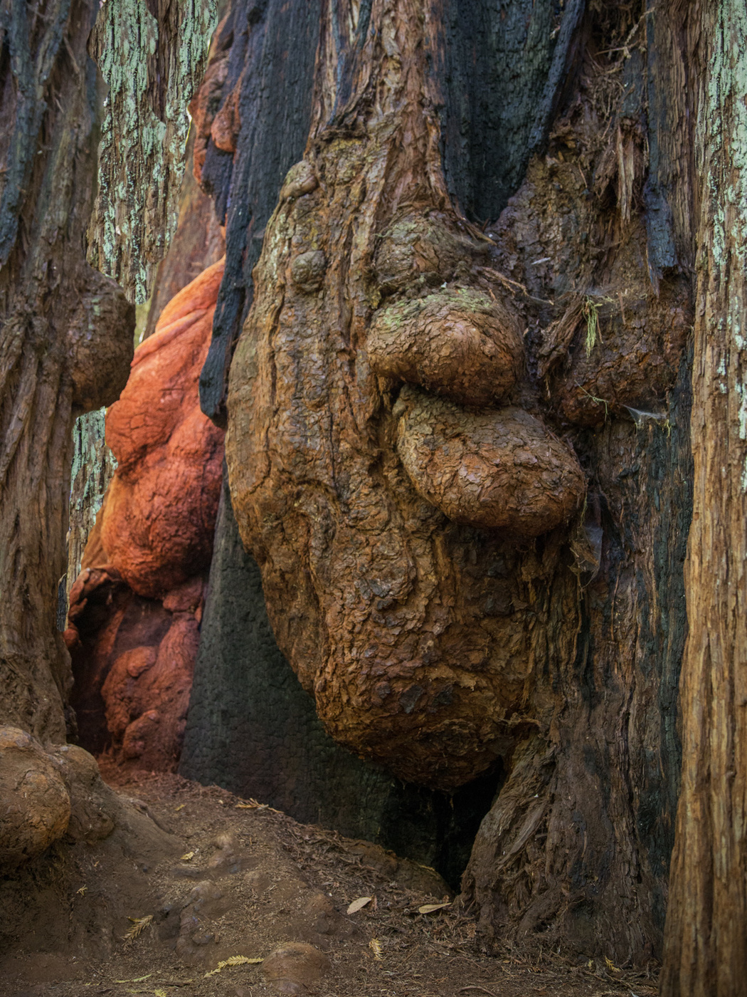 Там чудеса, там леший бродит...