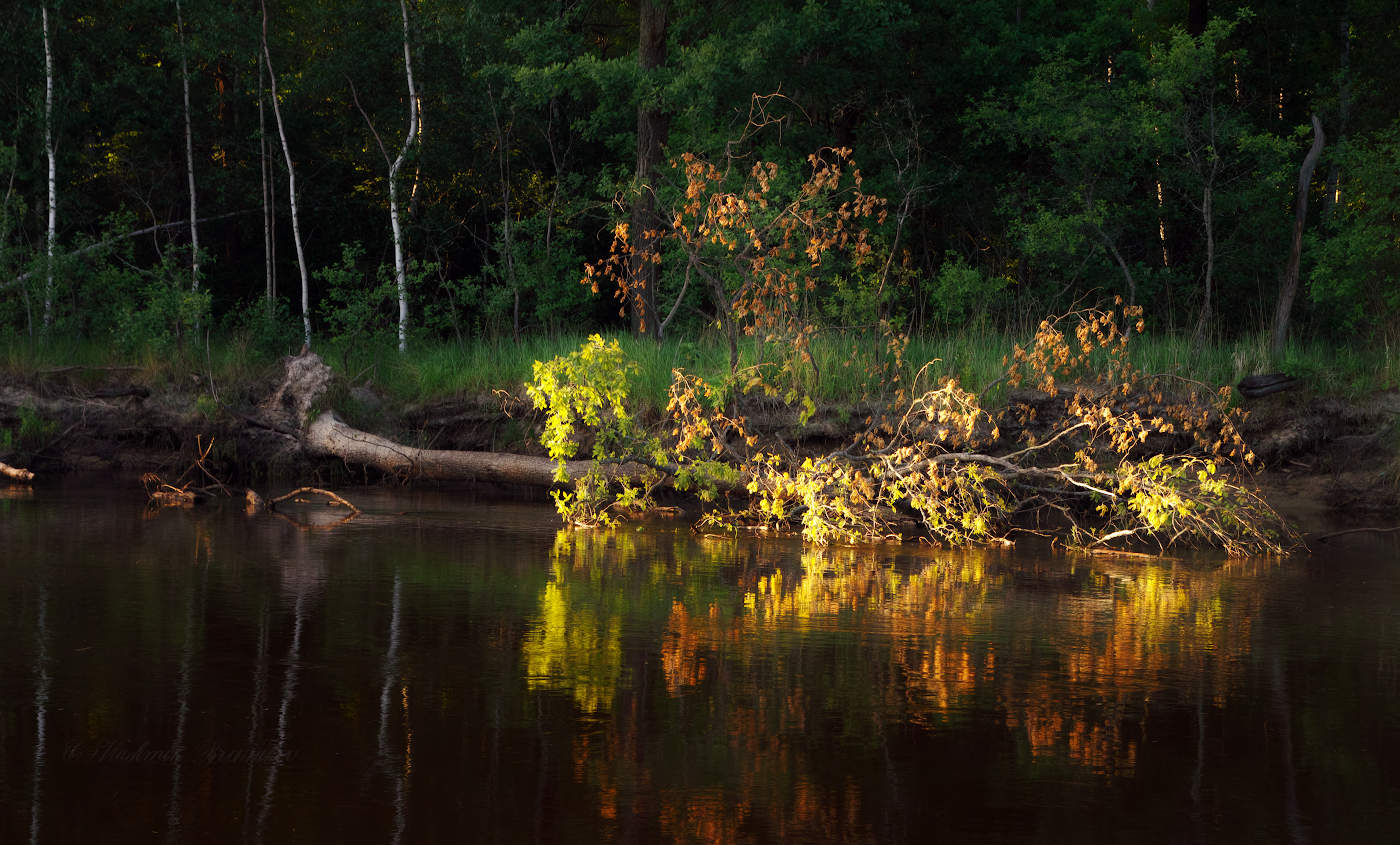 Золото заката