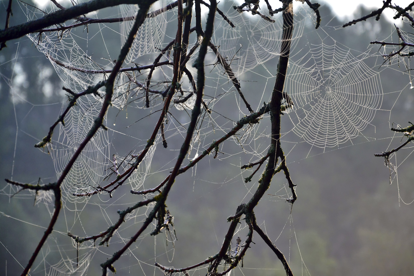 узоры осени