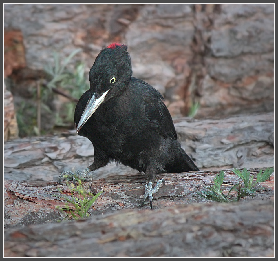 Утром на вырубке