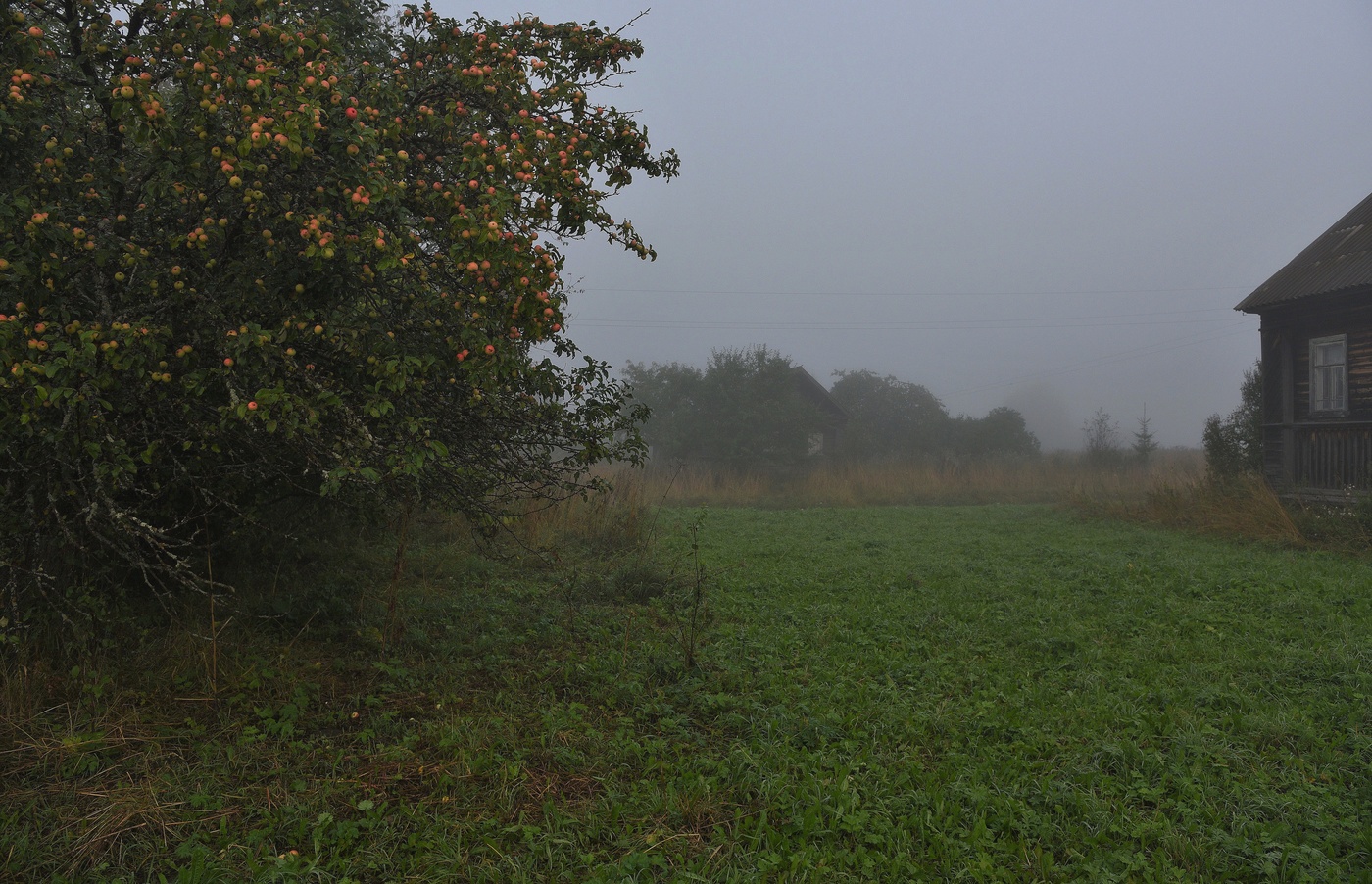 Скоро Яблочный Спас ...