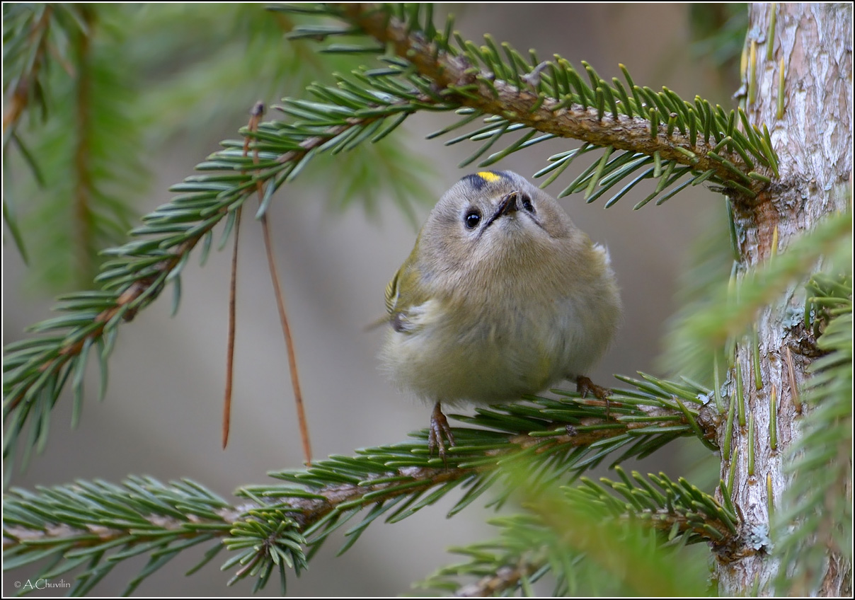 Королёк и семечко