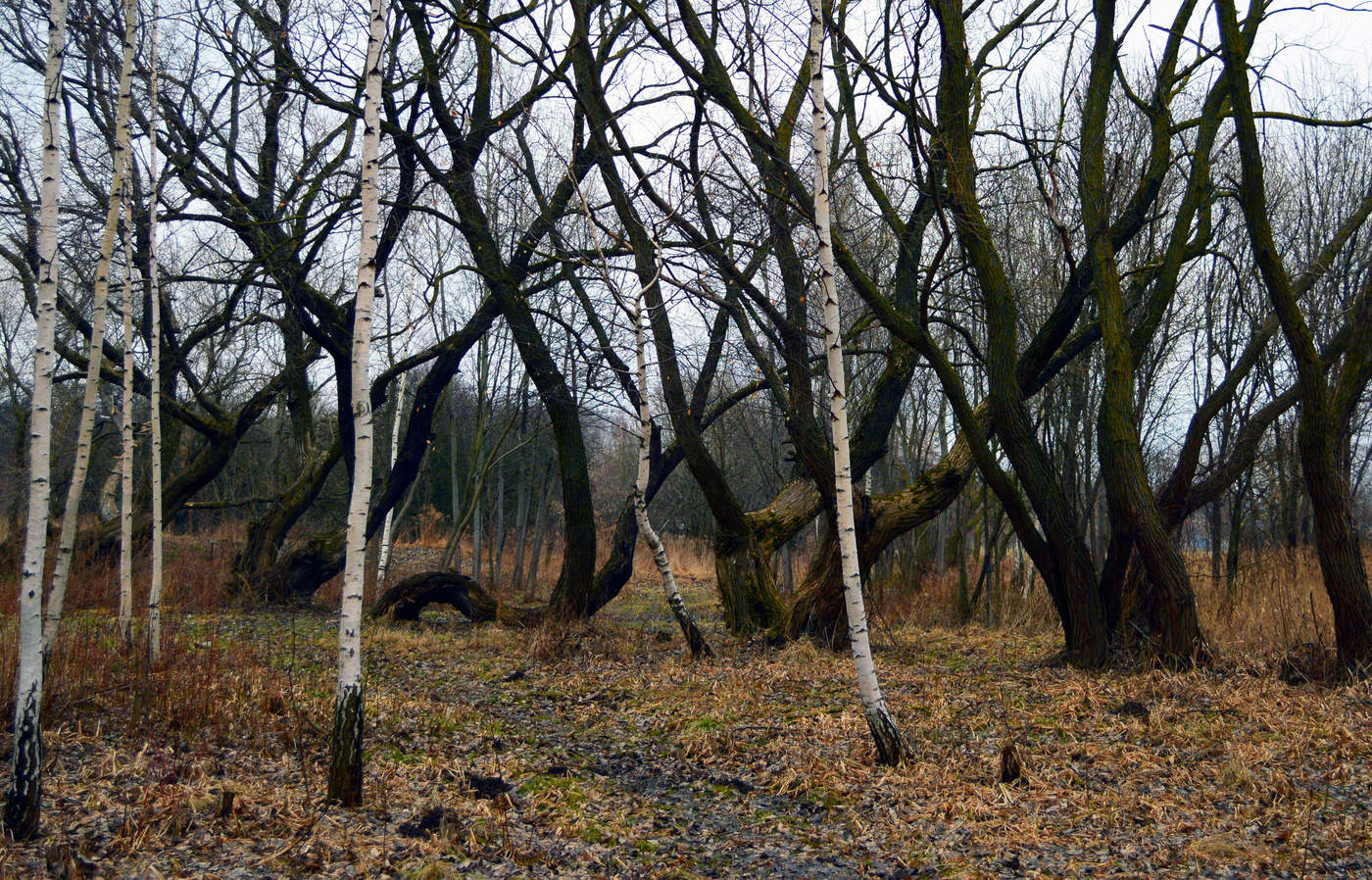 Весенний хоровод