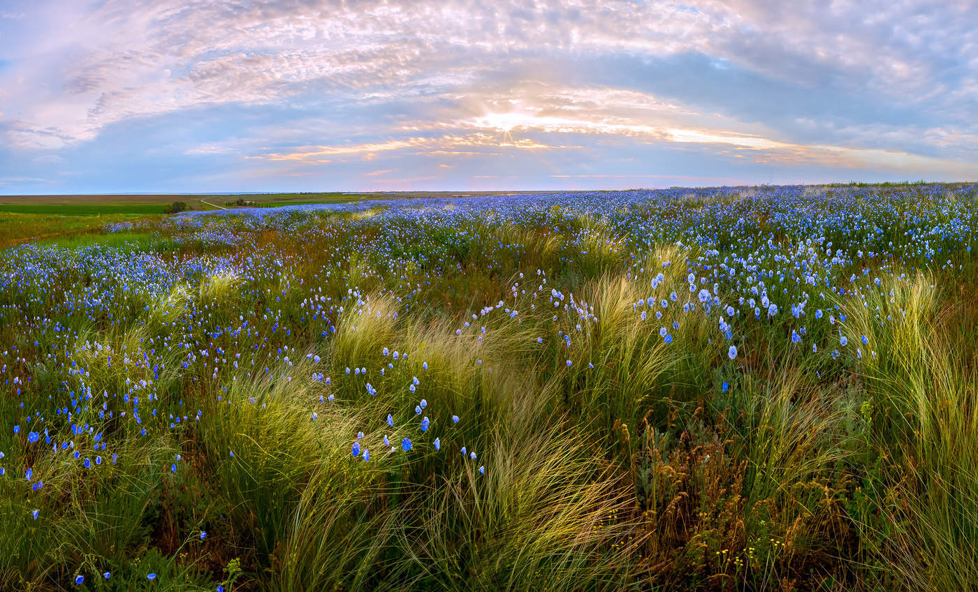 Весенняя степь.