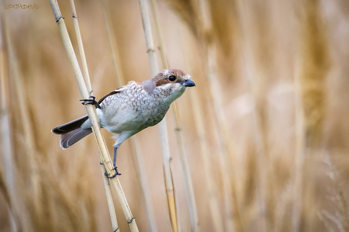 Сорокопут-жулан