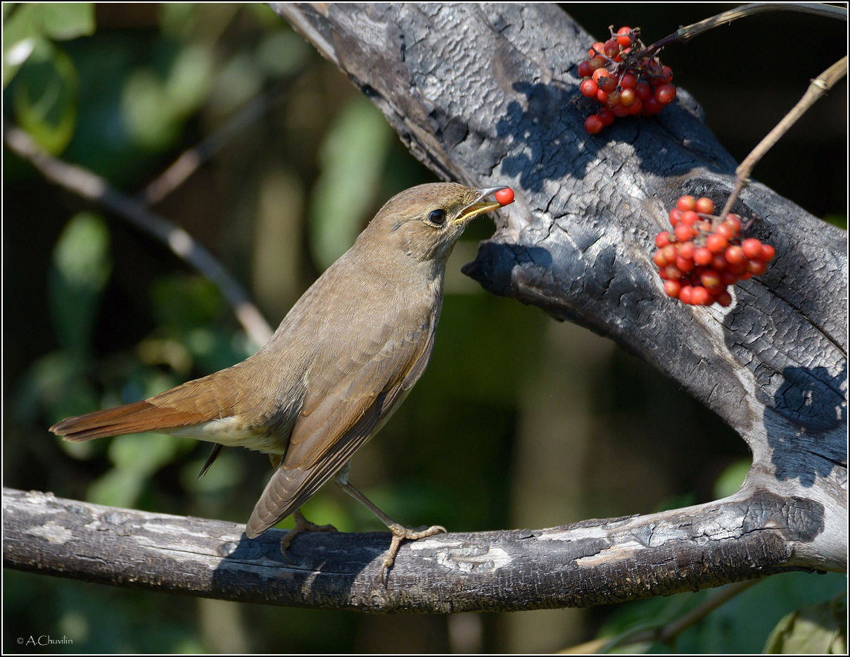 Бузина и соловей